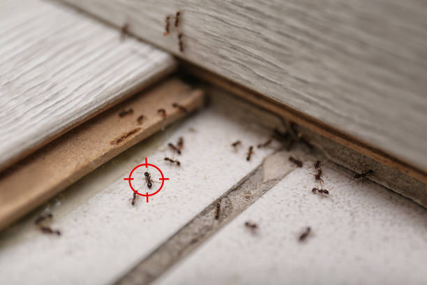 Best Flea Control Services  in Frazer, PA