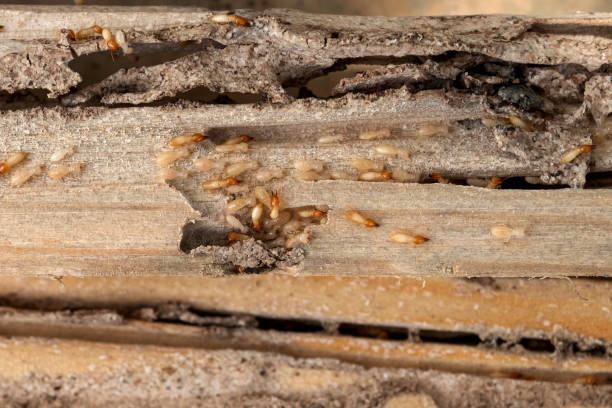 Best Pest Inspection Near Me  in Frazer, PA