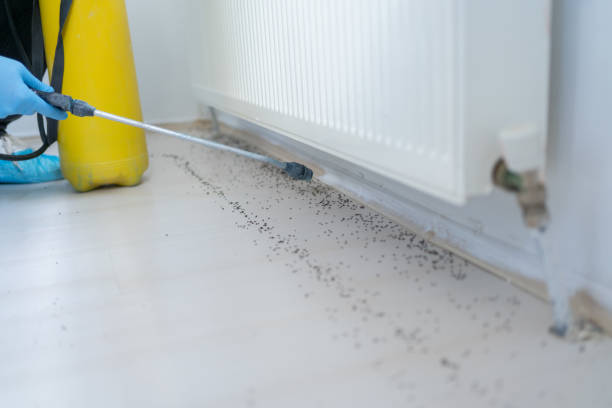 Best Mosquito Control Services  in Frazer, PA